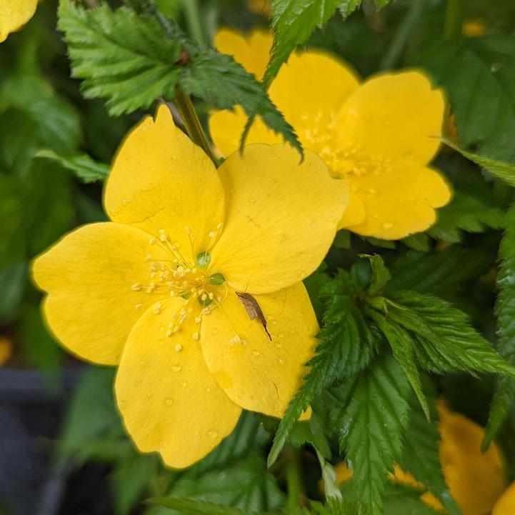 Golden Guinea Kerria