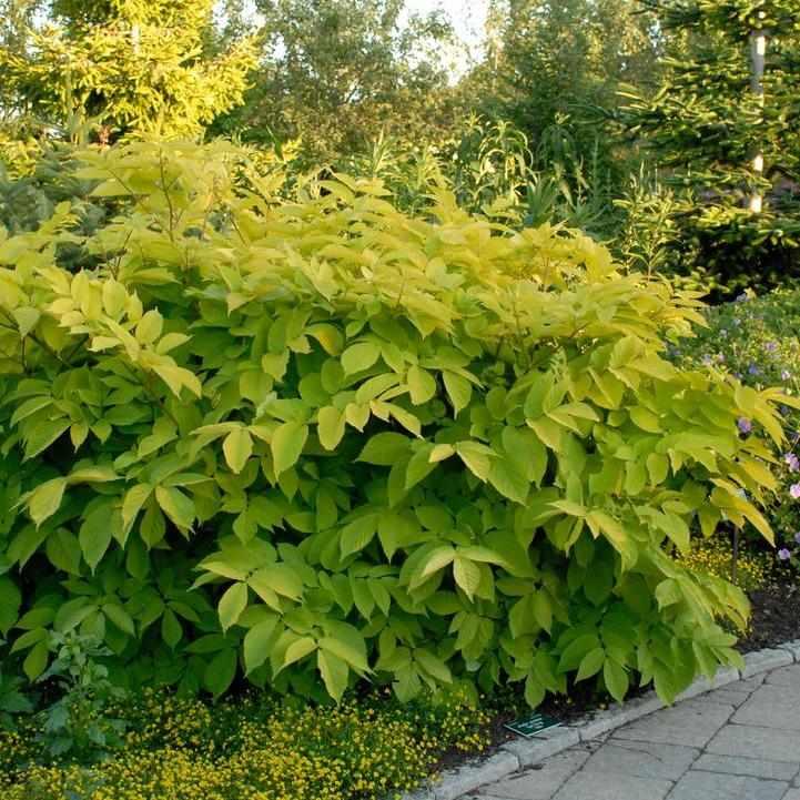 Golden Japanese Spikenard