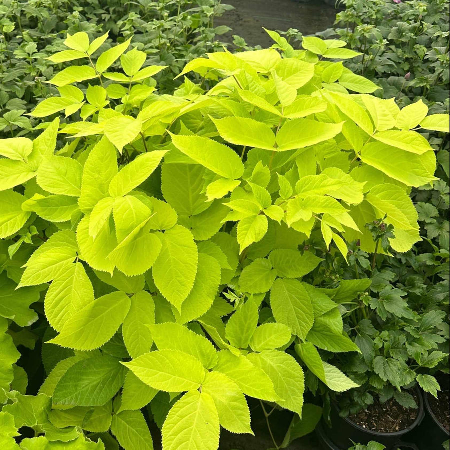 Golden Japanese Spikenard