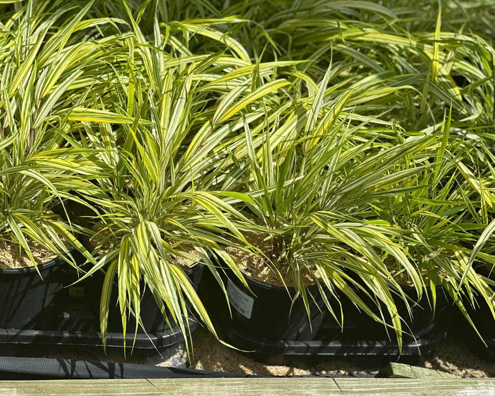 Golden Variegated Japanese Forest Grass