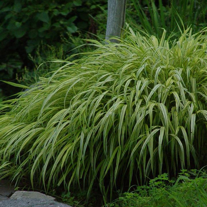 Golden Variegated Japanese Forest Grass