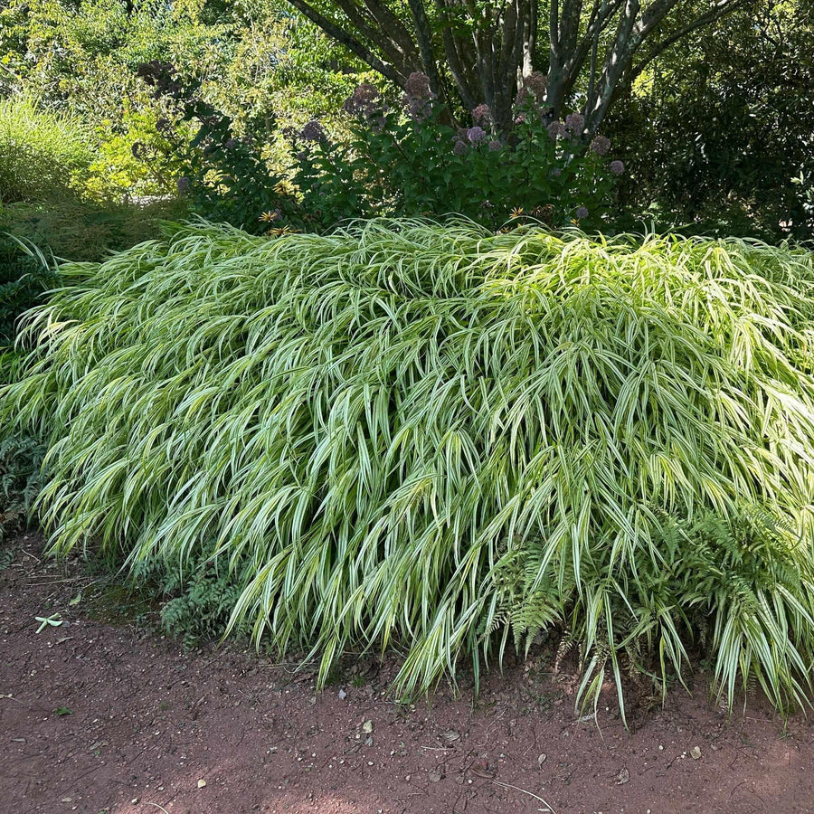 Golden Variegated Japanese Forest Grass