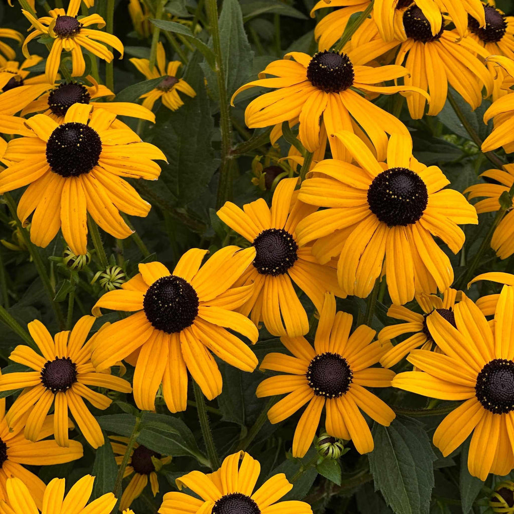 Goldsturm Black-Eyed Susan