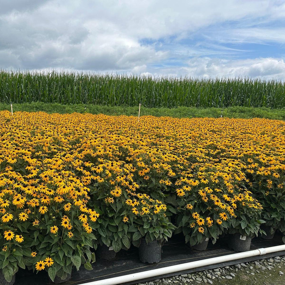 black eyed susans in flower |Spotswood Greenery
