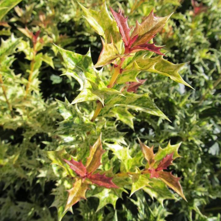 Goshiki False Holly