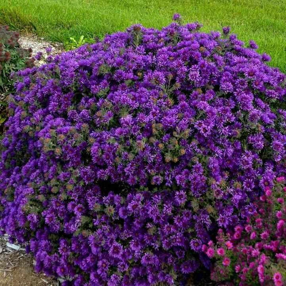 Grape Crush New England Aster |Walters Gardens