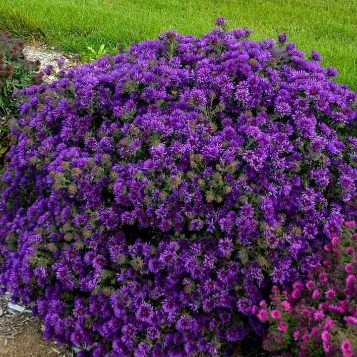 Grape Crush New England Aster |Walters Gardens