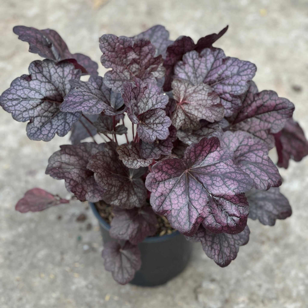 Grape Expectations Coral Bells