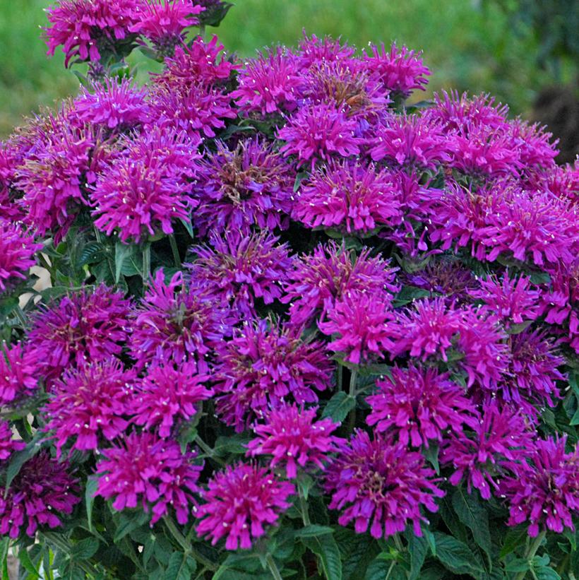 Grape Gumball Bee Balm