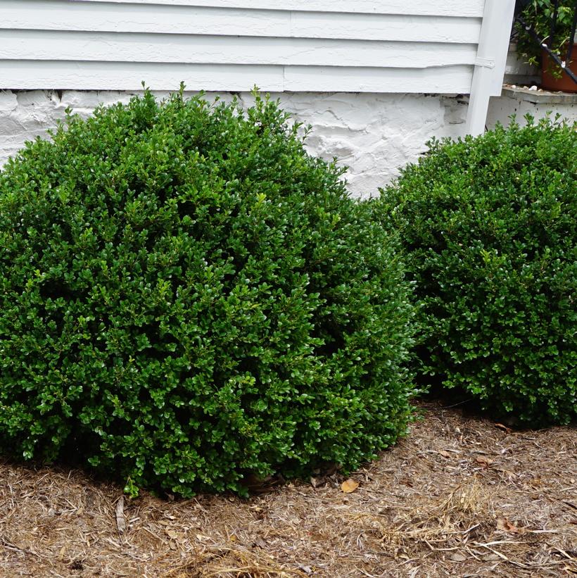 Green Beauty Boxwood