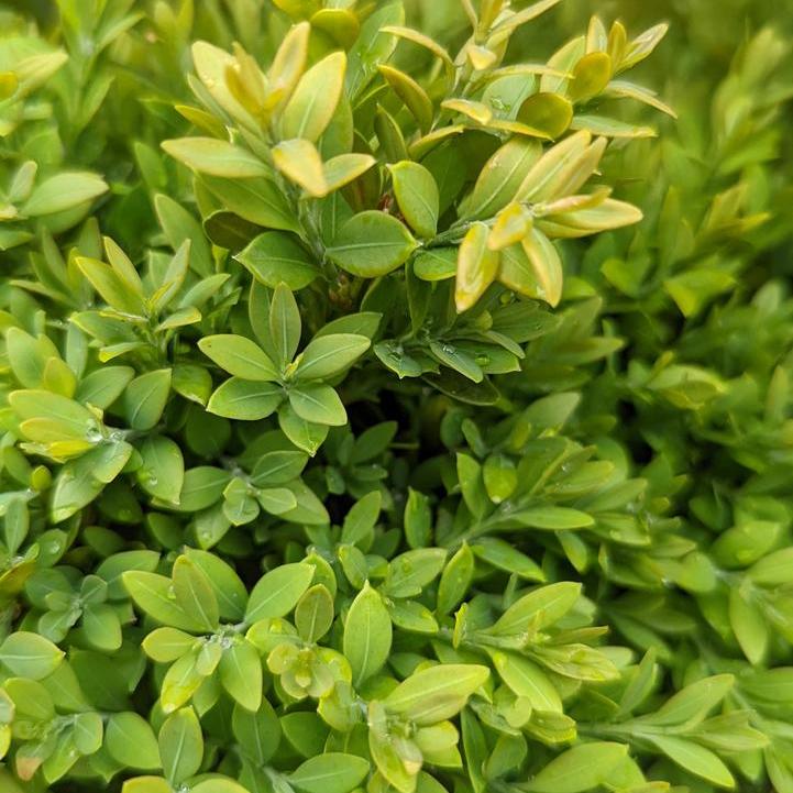 Green Gem Boxwood