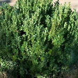 Green Mountain Boxwood