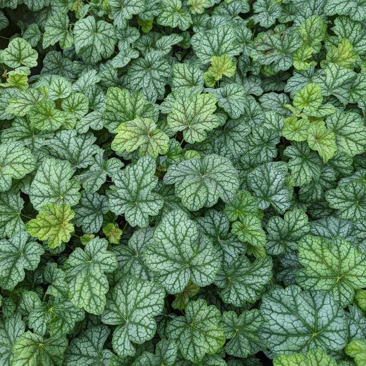 Green Spice Coral Bells