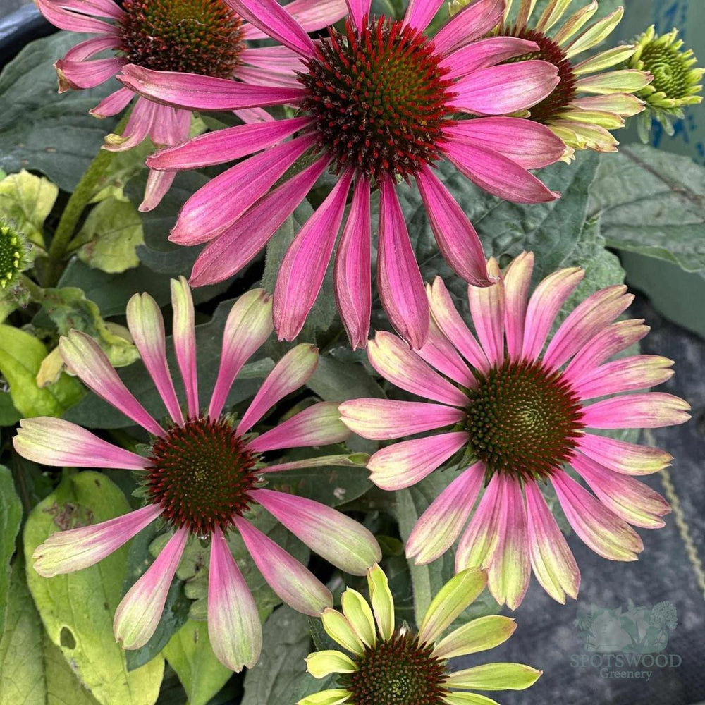 Green Twister Coneflower blooms |Spotswood Greenery