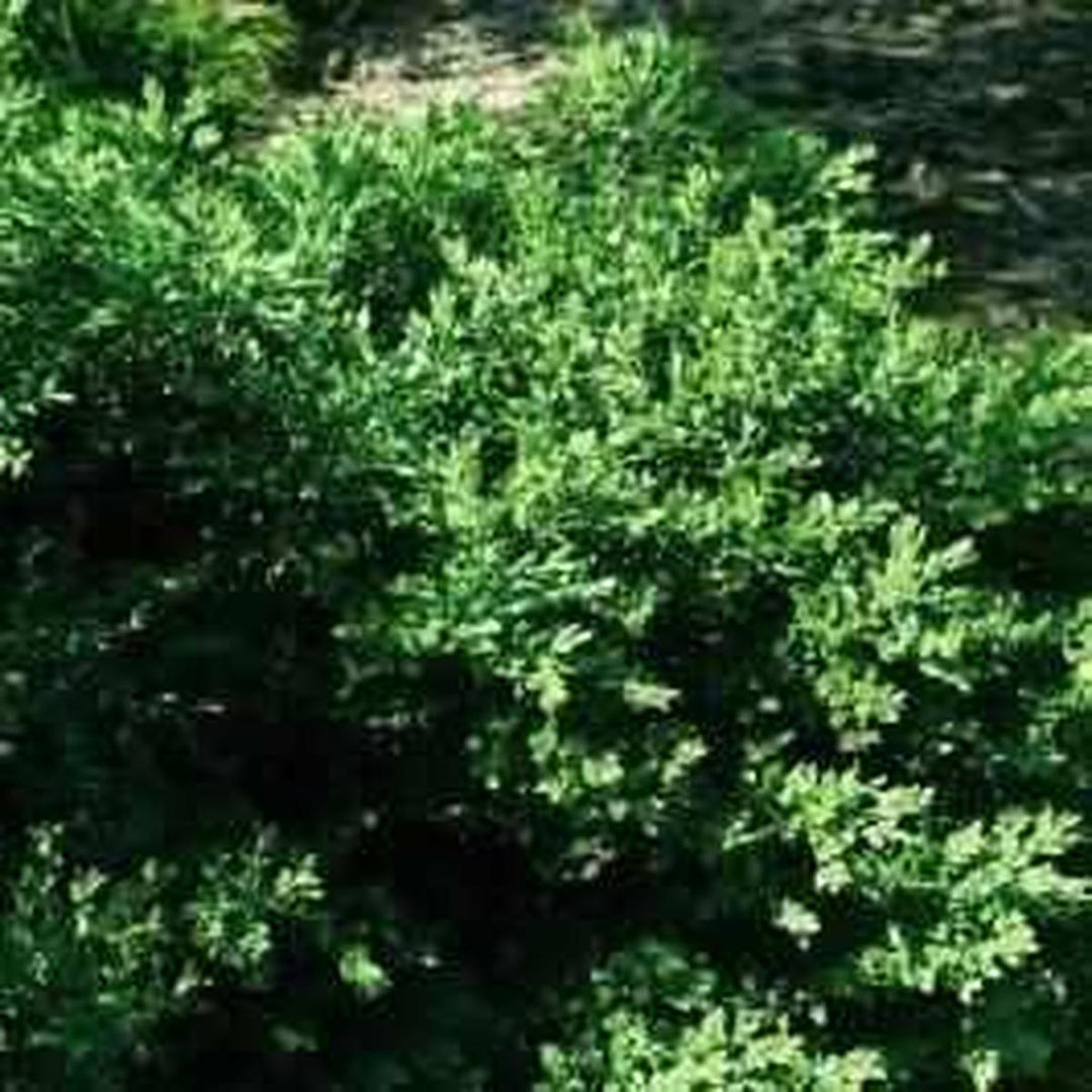 Green Velvet Boxwood |Bailey Nurseries