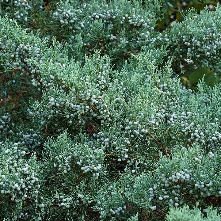 Grey Owl Red Cedar