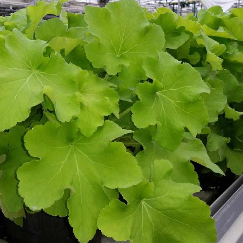 Guacamole Coral Bells
