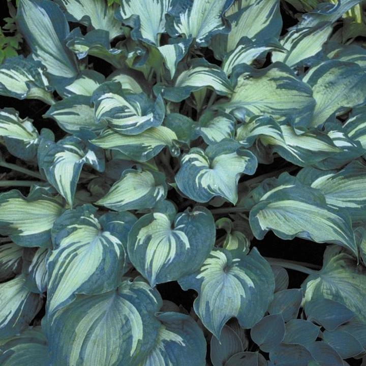 Guardian Angel Hosta