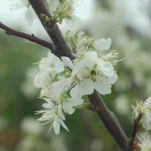 beach plum flower|Prides Corner Farms