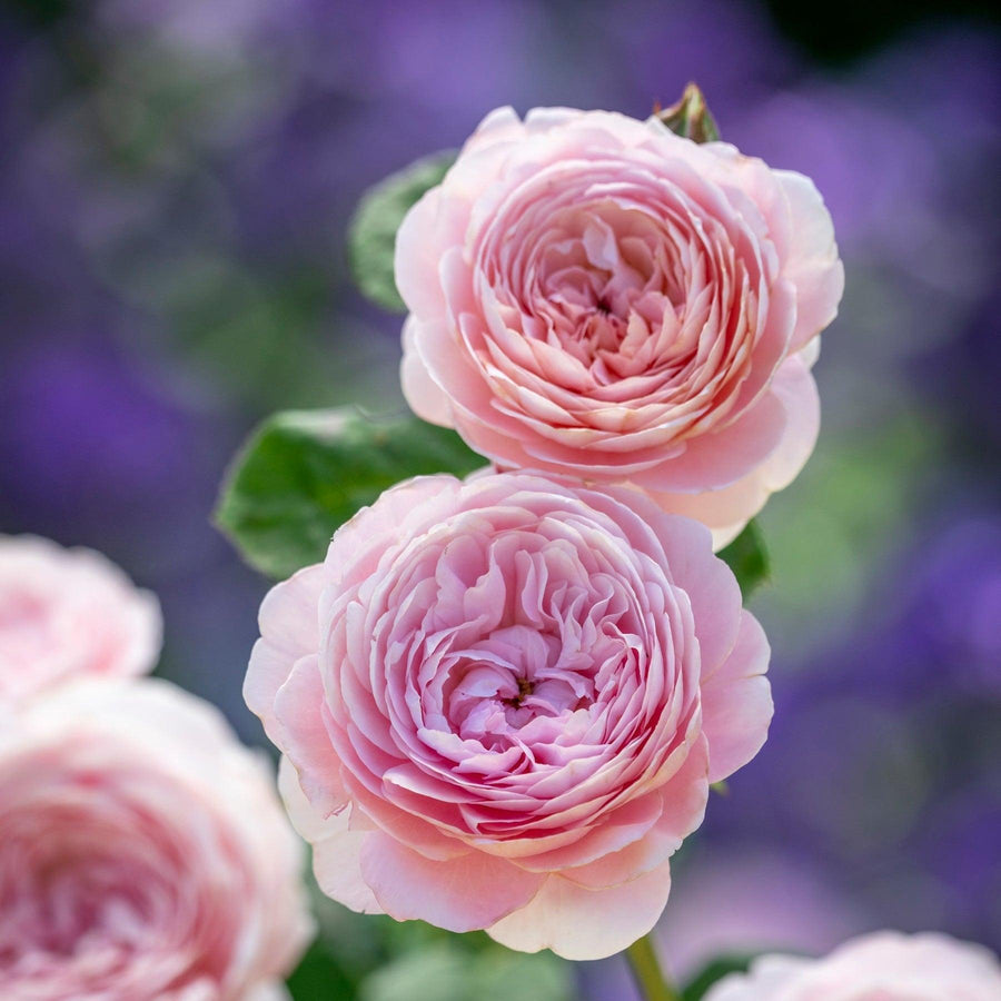 David Austin®  Queen of Sweden® Rose | David Austin® Roses