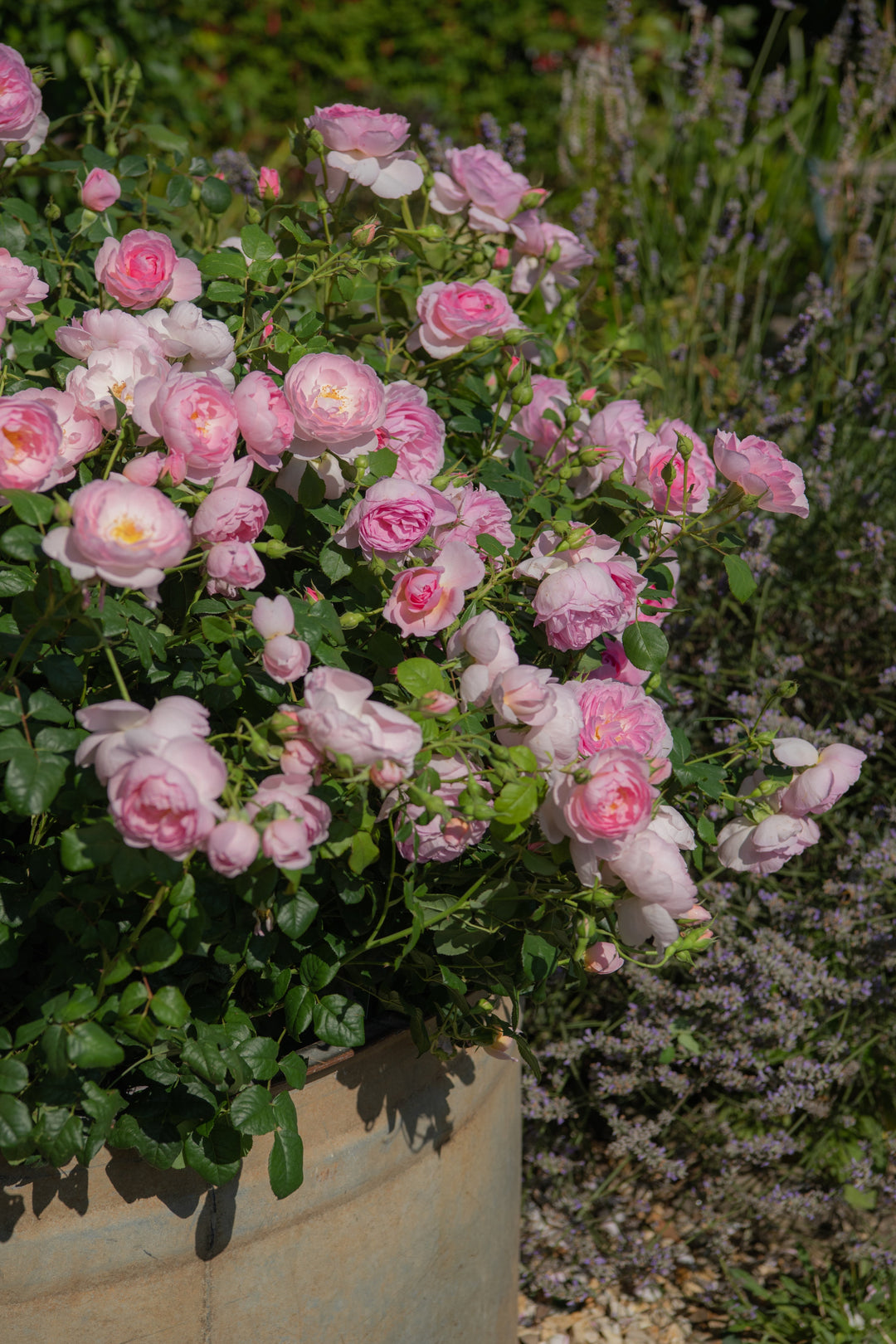 Scepter d'sle rose |David Austin® Roses