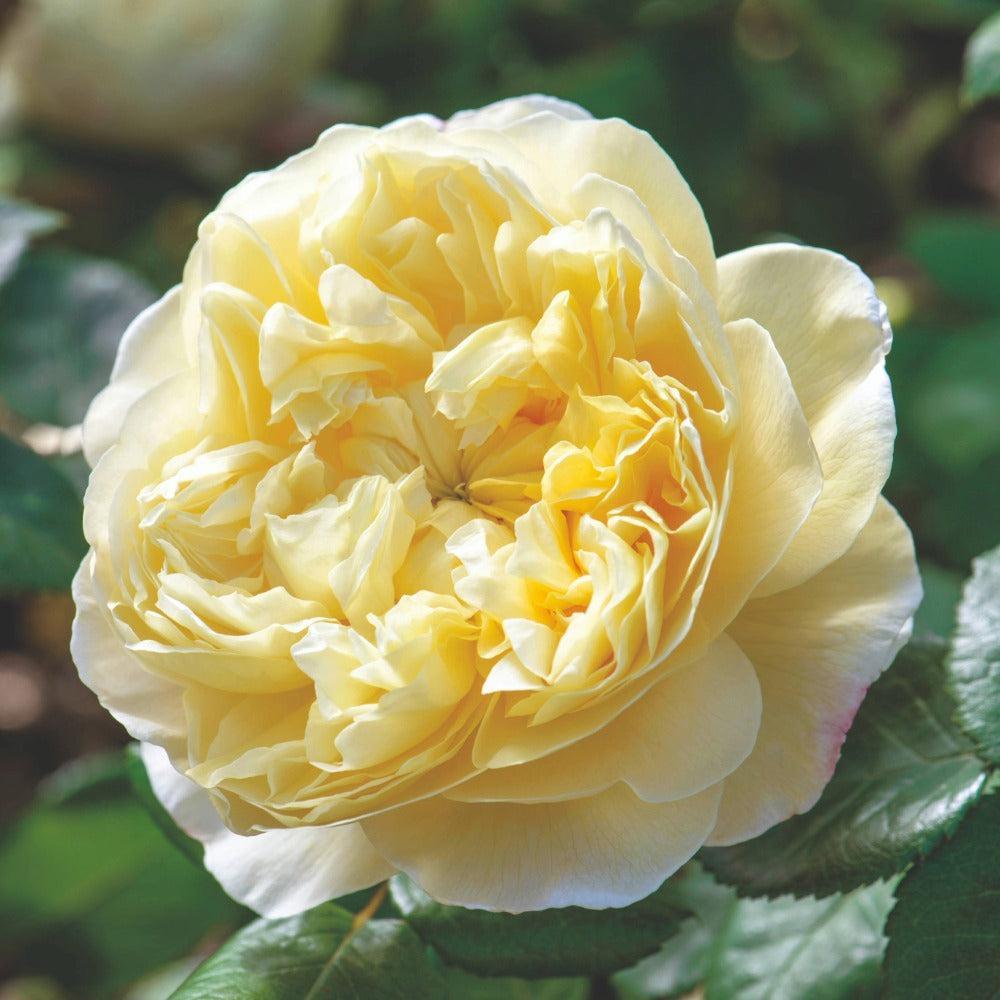 David Austin® Charles Darwin English Rose | David Austin® Roses
