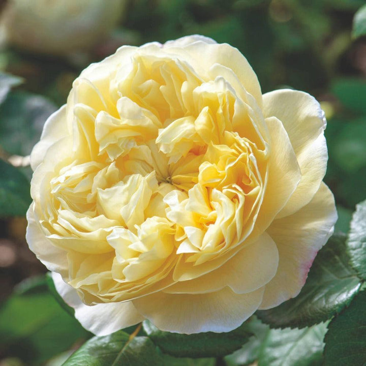 David Austin® Charles Darwin English Rose | David Austin® Roses