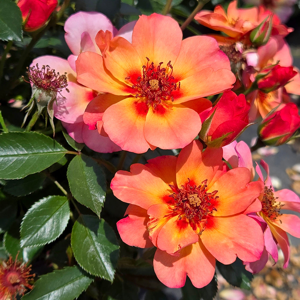 Close-up of coral-orange and pink roses with green leaves in a garden setting.|Prides Corner Farms