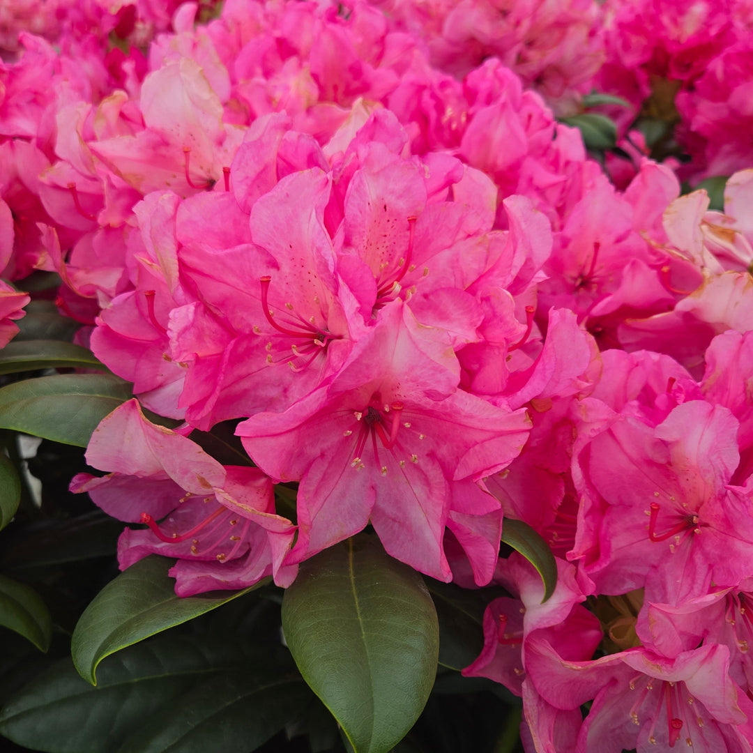 Close-up of vibrant pink rhododendron flowers with dark green leaves, filling the frame. |Prides Corner Farms