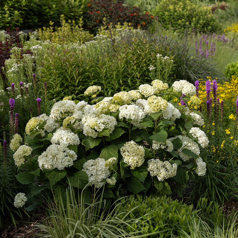 Flowerfull hydrangea |Bailey® Nurseries