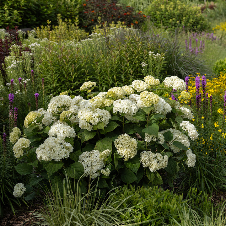 Flowerfull hydrangea |Bailey® Nurseries