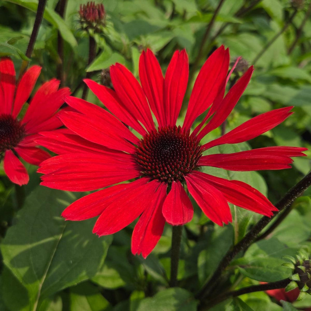 Panama Red Coneflower |Prides Corner Farms