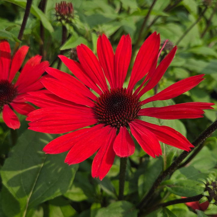 Panama Red Coneflower |Prides Corner Farms