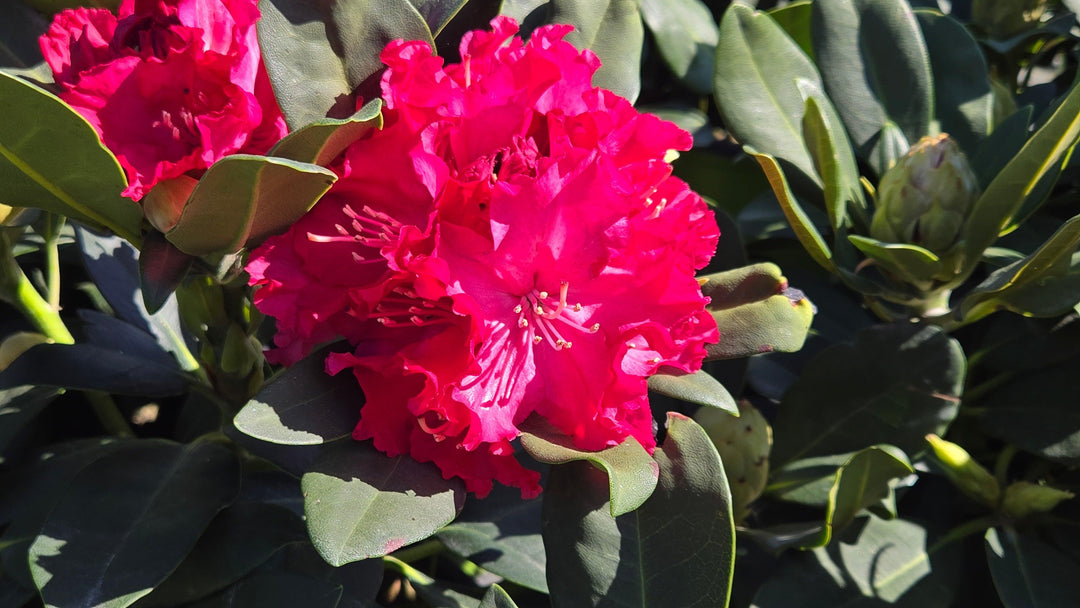 Holdens red rhododendron |Prides Corner Farms