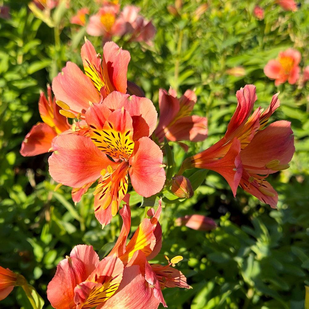 Coral Chaos Peruvian Lily |Prides Corner Farms