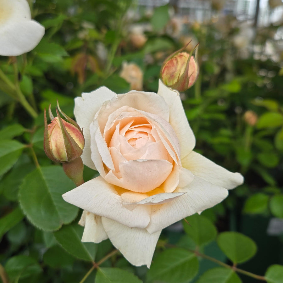 David Austin® Windemere® English Rose |Prides Corner Farms