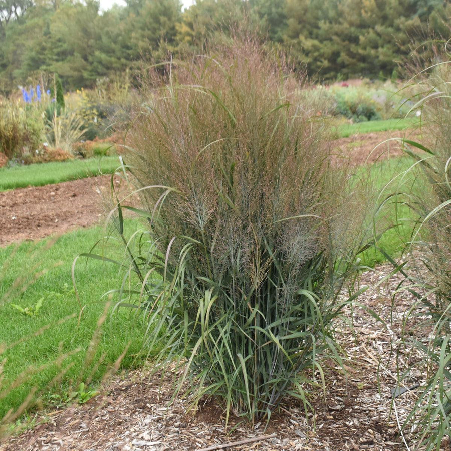 Prairie Winds® October Sky Switch Grass |Walters Gardens