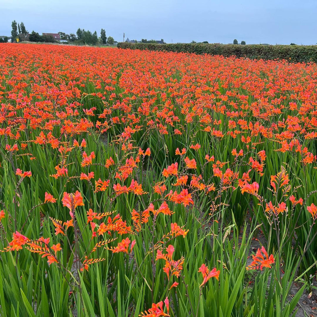 Peach Melba Montbretia |Walters Gardens