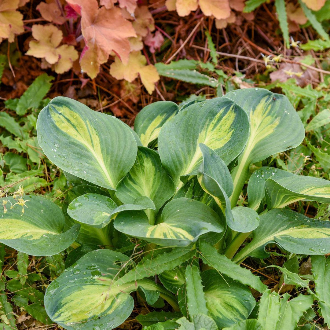 Mouseketeer Hosta |Walters Gardens
