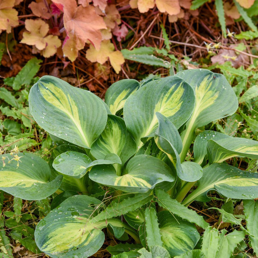 Mouseketeer Hosta |Walters Gardens