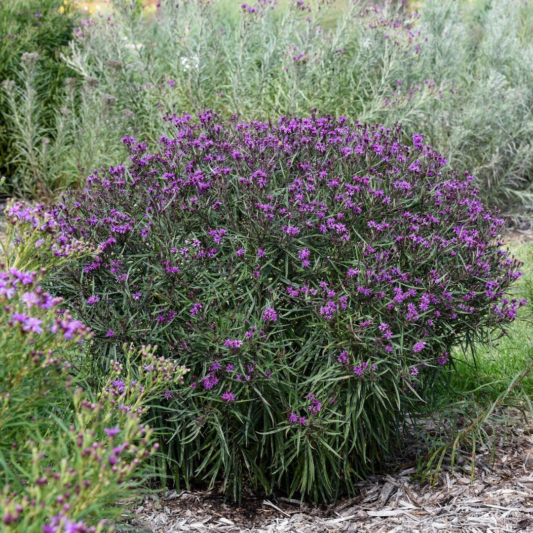 Prairie Princess Ironweed |Walters Gardens