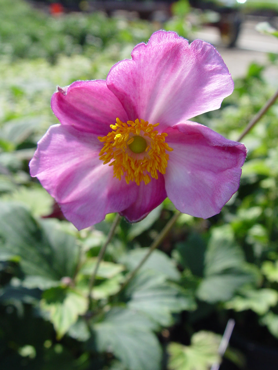 pink wind flower |Prides Corner Farms