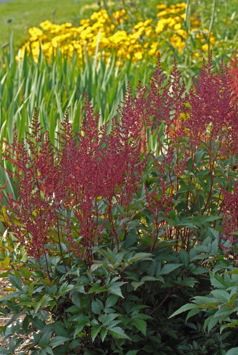 Montgomery Astilbe |Walters Gardens