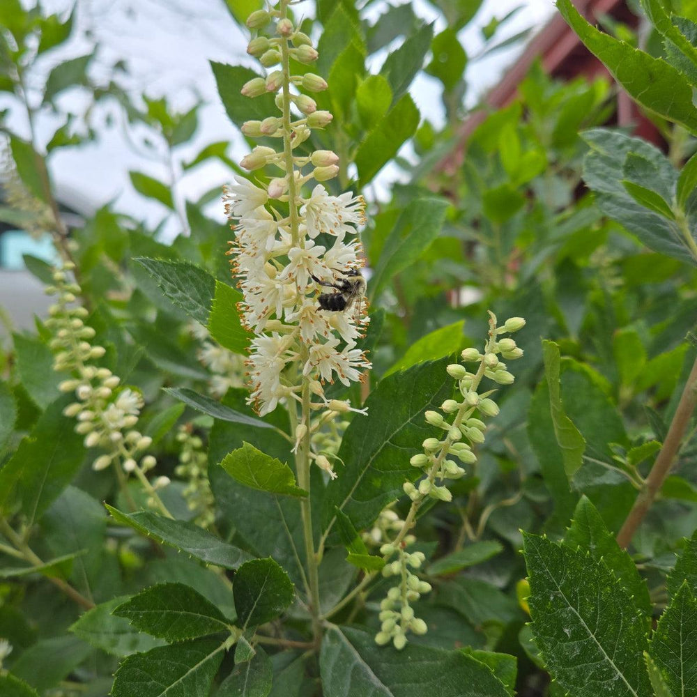 Summer Sweet / Sweet Pepper Bush |Prides Corner Farms