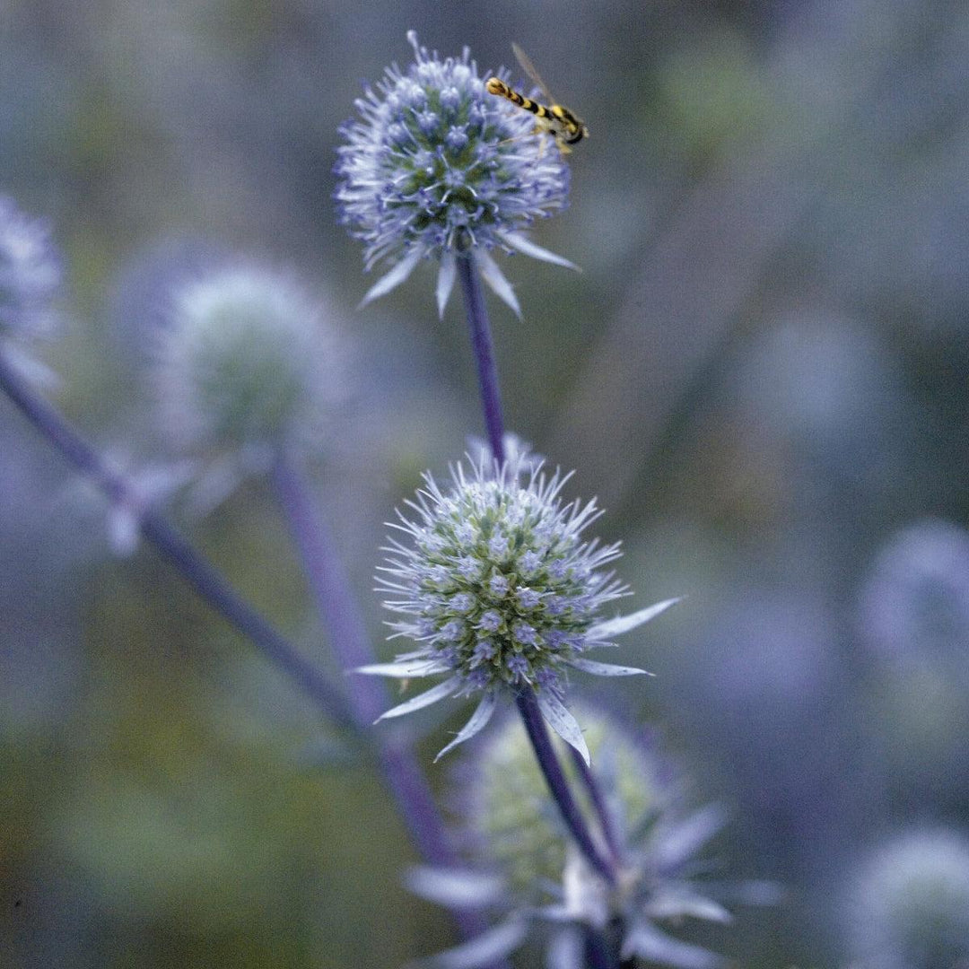 Blue Glitter Sea Holly |Walters Gardens