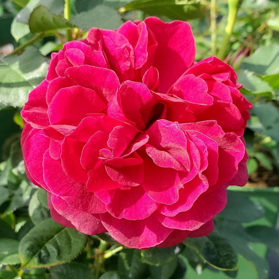 David Austin® Darcey Busssell® English Rose |Prides Corner Farms
