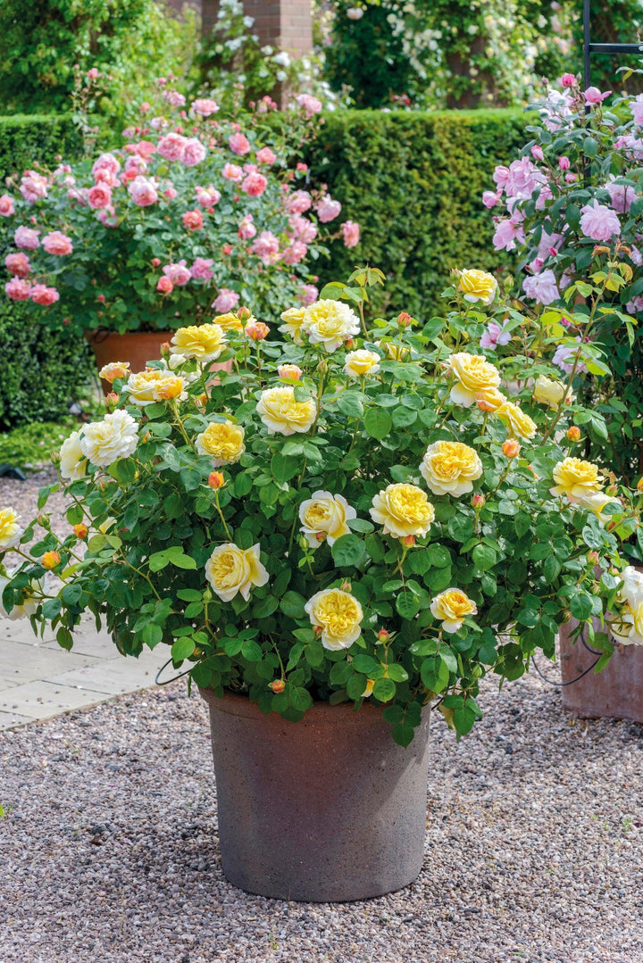 David Austin® Charles Darwin English Rose |David Austin® Roses