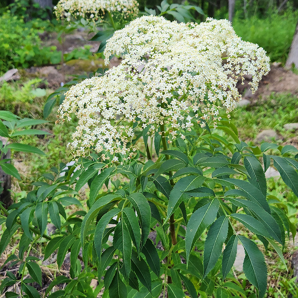ranch elderberry |Prides Corner Farms