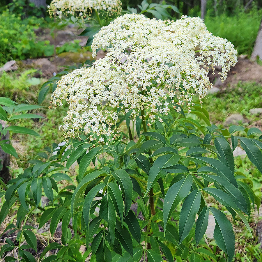 ranch elderberry |Prides Corner Farms