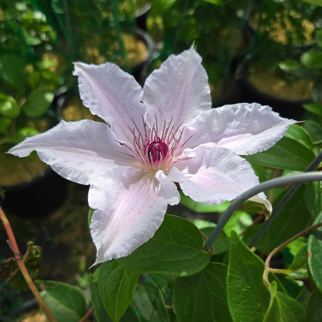 Snow Queen Large-Flower Clematis |Prides Corner Farms